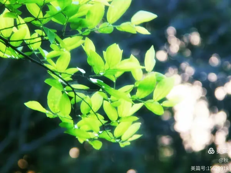 一抹绿色